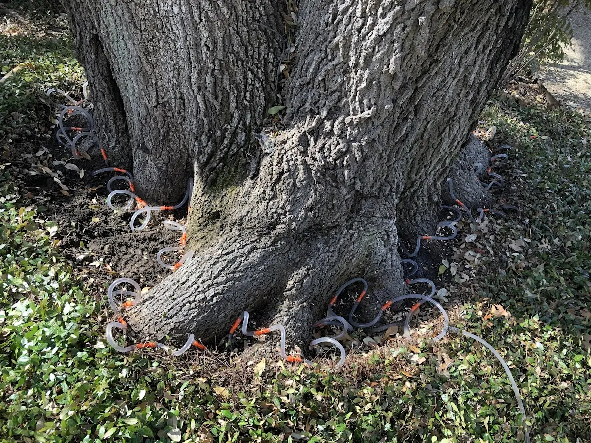 Detailed Shrub and Hedge Trimming job site in Willow Wood